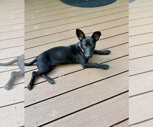 Dorgi Dogs for adoption in Omaha, NE, USA