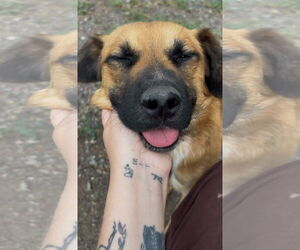 Mutt Dogs for adoption in Las Vegas, NM, USA