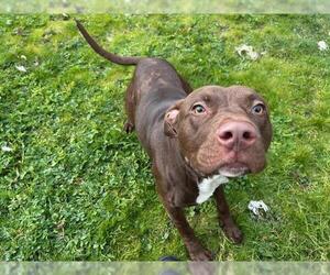 American Pit Bull Terrier-Labrador Retriever Mix Dogs for adoption in McKinleyville, CA, USA