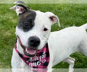 American Pit Bull Terrier-Unknown Mix Dogs for adoption in Pueblo, CO, USA