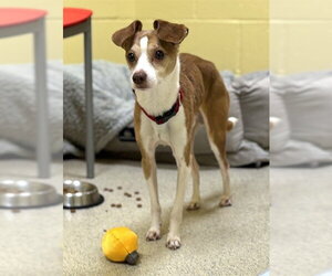 Chihuahua Dogs for adoption in Dedham, MA, USA