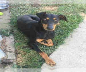 Doberman Pinscher Dogs for adoption in Oakdale, CA, USA