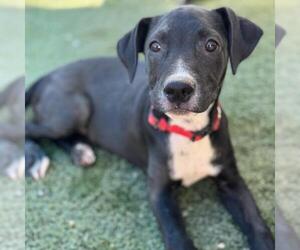 Labrador Retriever-Unknown Mix Dogs for adoption in San Diego, CA, USA