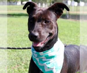 American Pit Bull Terrier-Chocolate Labrador retriever Mix Dogs for adoption in Von Ormy, TX, USA
