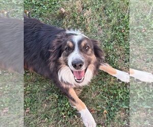 Australian Shepherd Dogs for adoption in Winter Park, CO, USA