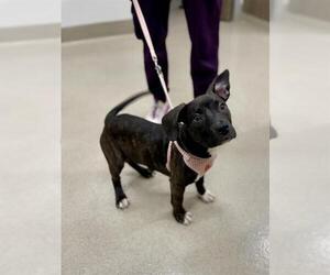 American Pit Bull Terrier Dogs for adoption in Baytown, TX, USA