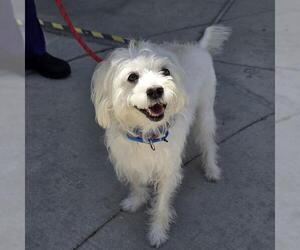 Poodle (Miniature)-Unknown Mix Dogs for adoption in Las Vegas, NV, USA