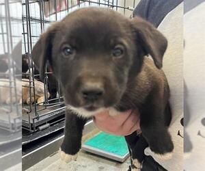 German Shepherd Dog-Unknown Mix Dogs for adoption in Camarillo, CA, USA