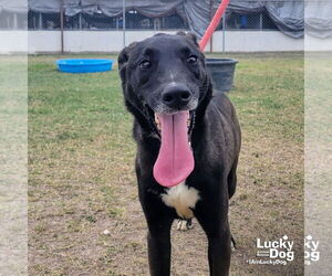 Labrador Retriever-Retriever Mix Dogs for adoption in Washington, DC, USA
