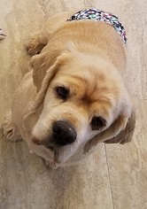 Cocker Spaniel Dogs for adoption in Dallas, TX, USA