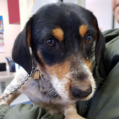 Basschshund Dogs for adoption in Pennsville, NJ, USA