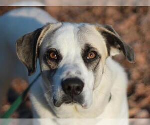 Anatolian Shepherd-Great Pyrenees Mix Dogs for adoption in Cookeville, TN, USA
