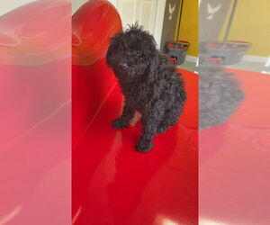 Poodle (Miniature) Dogs for adoption in Studio City, CA, USA