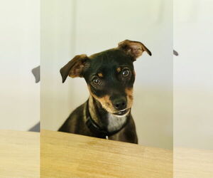 Chihuahua-Unknown Mix Dogs for adoption in Sandy, UT, USA