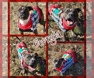 Bullboxer Pit Dogs for adoption in Blacksburg, SC, USA
