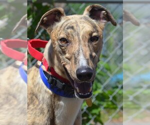 Greyhound Dogs for adoption in Minneapolis, MN, USA