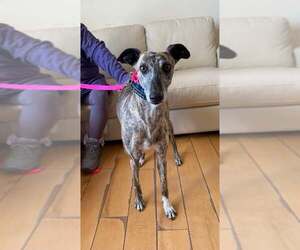Greyhound Dogs for adoption in Cherry Hill, NJ, USA