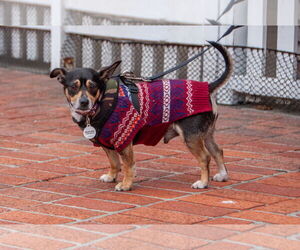 Chiweenie Dogs for adoption in San Jose, CA, USA