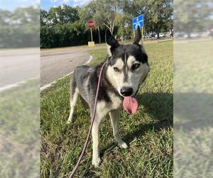 - Mix Dogs for adoption in Houston, TX, USA