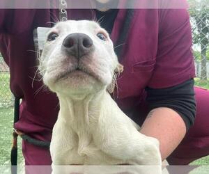 American Pit Bull Terrier-Unknown Mix Dogs for adoption in Texas City, TX, USA