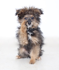 Pom-A-Poo Dogs for adoption in Eden Prairie, MN, USA