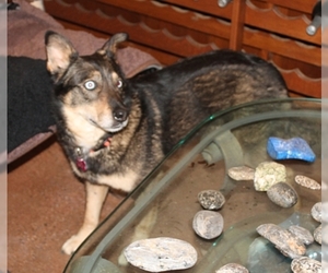 Siberian Husky Dogs for adoption in Murphy, NC, USA