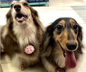 Dachshund Dogs for adoption in San Ramon, CA, USA
