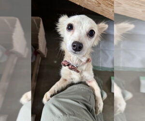 Chihuahua-Unknown Mix Dogs for adoption in Williamsburg, NM, USA