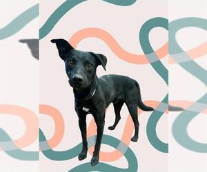 Labrador Retriever-Unknown Mix Dogs for adoption in Riverside, CA, USA