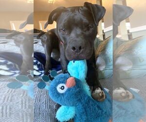 Medium Photo #12 Bullboxer Pit Puppy For Sale in Rockaway, NJ, USA