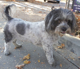Shih Tzu Dogs for adoption in Seattle, WA, USA