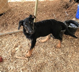 Medium Photo #1 German Shepherd Dog-Unknown Mix Puppy For Sale in Granbury, TX, USA
