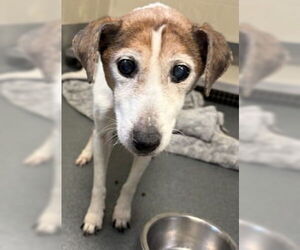 Jack Russell Terrier Dogs for adoption in Glen Allen, VA, USA