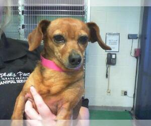 Chiweenie Dogs for adoption in Grand Prairie, TX, USA