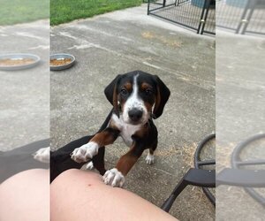 Beagle-Unknown Mix Dogs for adoption in Knoxville , TN, USA