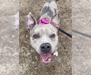 American Pit Bull Terrier-American Staffordshire Terrier Mix Dogs for adoption in Brewster, NY, USA
