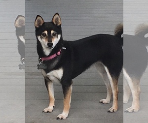 Shiba Inu Dogs for adoption in Boise, ID, USA