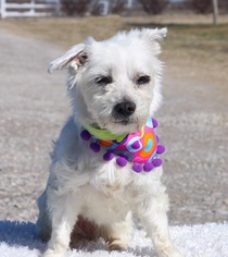 Maltese Dogs for adoption in Carrollton, TX, USA