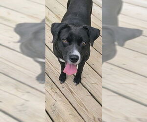 Labrador Retriever-Unknown Mix Dogs for adoption in Murfreesboro, NC, USA