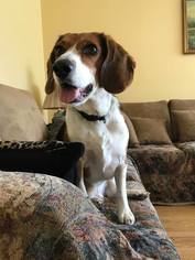 Beagle Dogs for adoption in CHICAGO, IL, USA