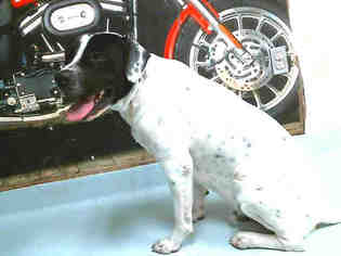 Mastador Dogs for adoption in Pasadena, TX, USA
