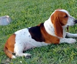 Basset Hound Dogs for adoption in Deepwater, NJ, USA
