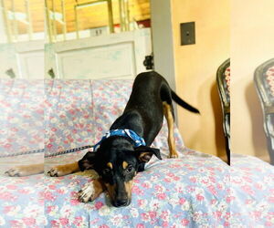 Catahoula Leopard Dog-Miniature Pinscher Mix Dogs for adoption in Rockaway, NJ, USA