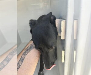 Labrador Retriever-Unknown Mix Dogs for adoption in Houston, TX, USA