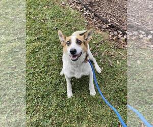 Eurasier-Unknown Mix Dogs for adoption in Front Royal, VA, USA