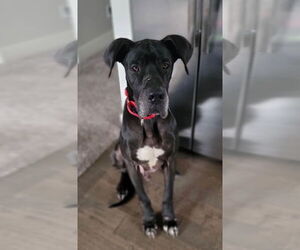 Great Dane Dogs for adoption in Bullard, TX, USA