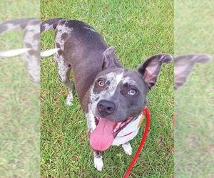Catahoula Leopard Dog-Unknown Mix Dogs for adoption in Fort Lauderdale, FL, USA