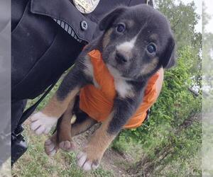 Rottweiler-Unknown Mix Dogs for adoption in San Antonio, TX, USA