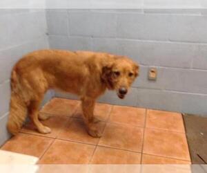 Golden Retriever Dogs for adoption in Downey, CA, USA