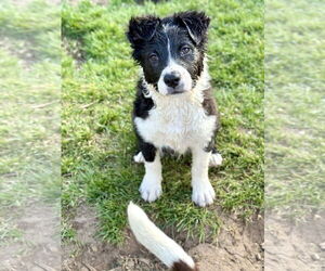 Mutt Dogs for adoption in Sandy, UT, USA